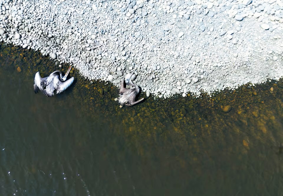 photo: Peru 2022 , first case recorded - dead pelicans